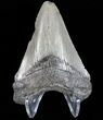 Juvenile Megalodon Tooth - South Carolina #74200-2